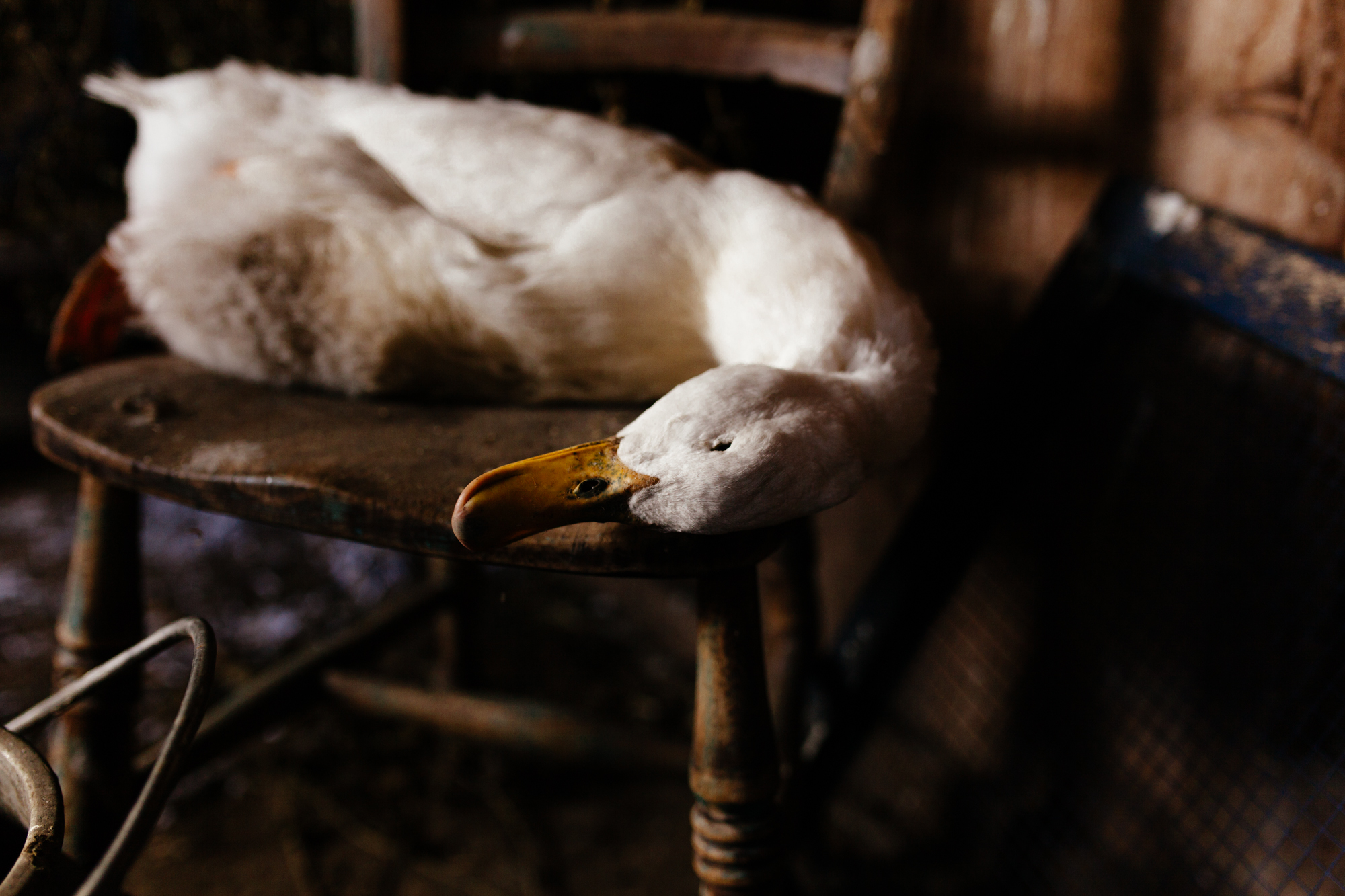 Spring arrives early in Wales. Honest, natural family portrait photography. London Children Photography 